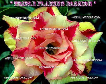 (image for) Adenium Obesum \'Triple Flaming Passion\' 5 Seeds